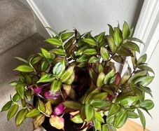 tradescantia plant
