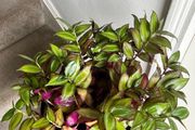 tradescantia zebrina plant