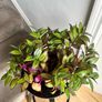 tradescantia zebrina plant Image 2
