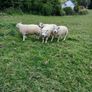 Beltex Hogget Ram Image 4