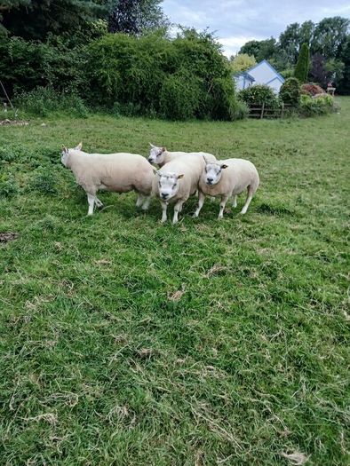 Beltex Hogget Ram