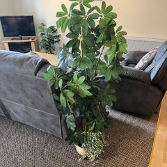 Artificial Plants