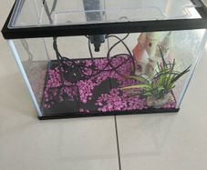 fish tank