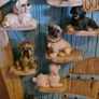 dog Image 3
