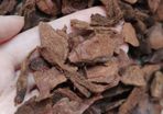 Orchid Pine Bark