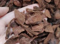 main image for ad Orchid Pine Bark