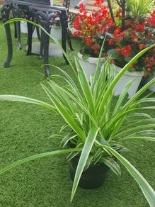 Spider Plant