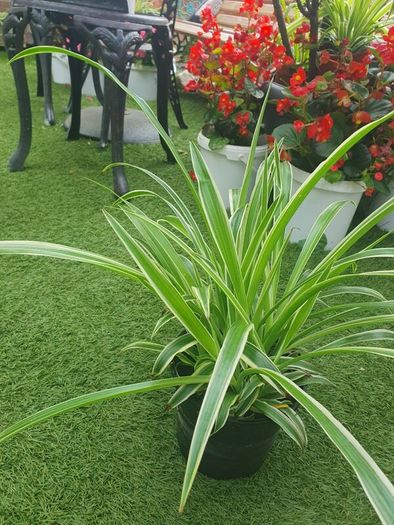 Spider Plant