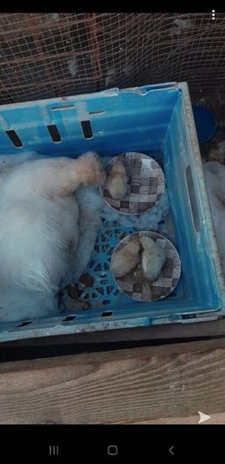 Silkie Bantam Hatching Eggs