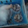 Silkie Bantam Hatching Eggs Image 6