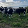 Incalf heifers Image 3