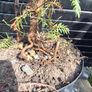 Japanese red cedar tree Image 7