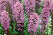 Purple Liatris Spicata seeds. 0.2 g