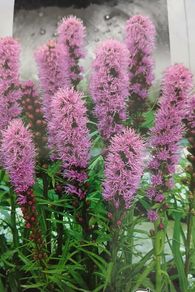 Purple Liatris Spicata seeds. 0.2 g