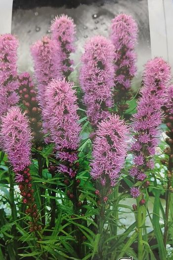 Purple Liatris Spicata seeds. 0.2 g