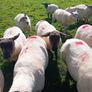 Hoggets for sale Image 6