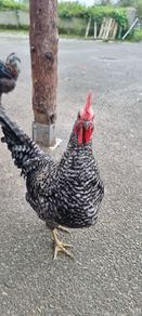 two roosters