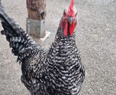 two roosters