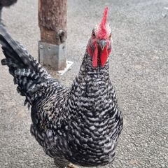 two roosters
