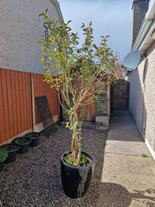 tree in a pot
