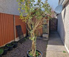 tree in a pot