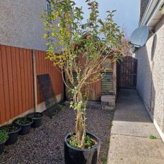 tree in a pot