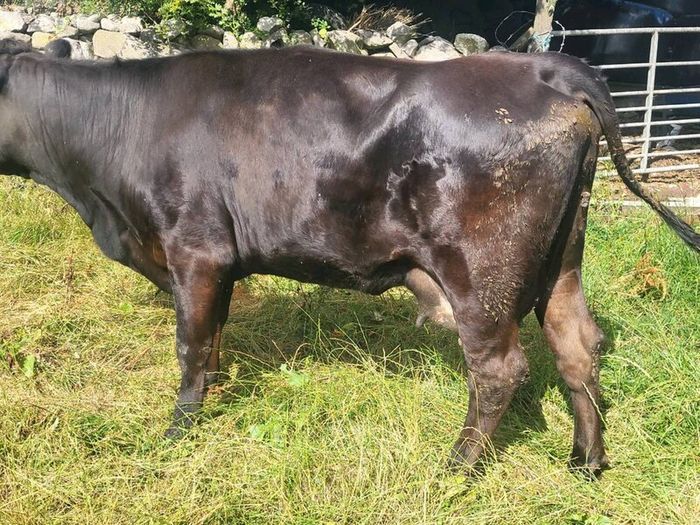 Aa Heifer With Bull Calf At Foot