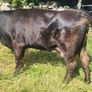 Aa Heifer With Bull Calf At Foot Image 5