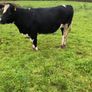 Fr heifer in calf Image 3