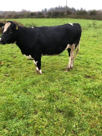 Fr heifer in calf