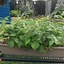 Plants Image 2