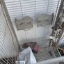 bird cage Image 3