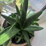 plant Image 2