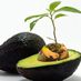 AnAvocado