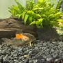 tropical fishes Image 2