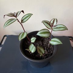 Plant