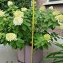 Hydrangea Paniculata limelight Image 2