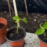 French Beans Image 2