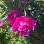 Peony flower Image 6