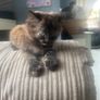 kittens Image 4