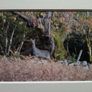 Mounted Original Photography - Wicklow Deer Image 2