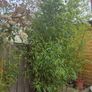 bamboo Image 2