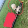 Two ewes inlamb carrying singles Image 2