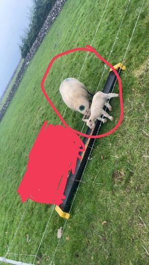 Two ewes inlamb carrying singles