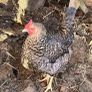hen poultry Image 3