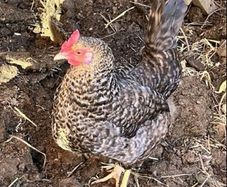 hen poultry