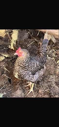 hen poultry