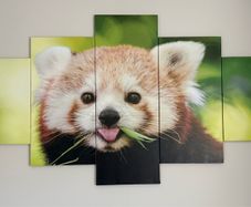 Red Panda wall painting