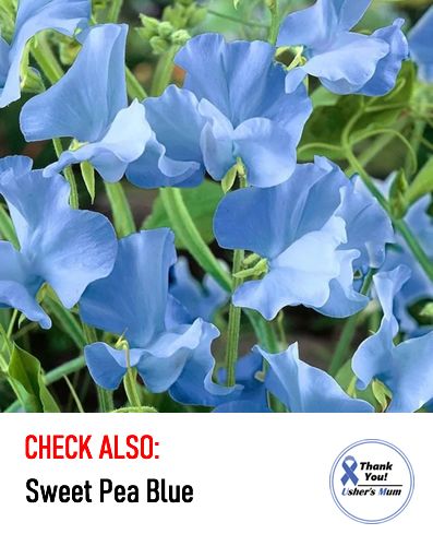(S) Sweet Pea Blue Ripple seeds 1g (601462)