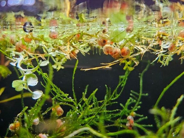 Ramshorn snails 10 for 10 euros  duckweed & Java moss 5 Euros